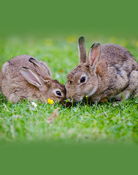 Projet d'élevage de lapins