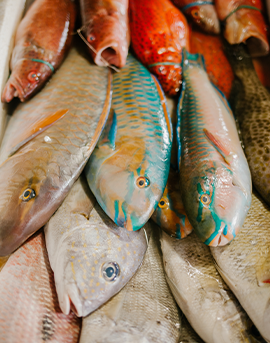 Poissons à manger 